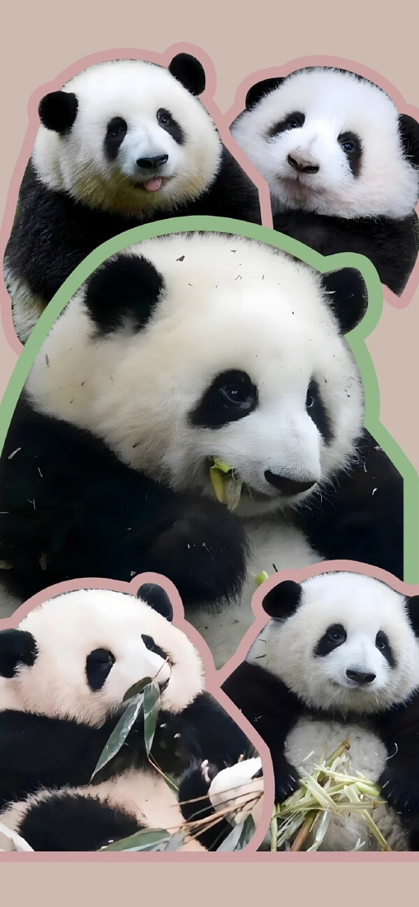 Hình nền động vật